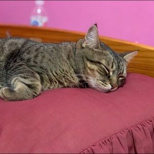 Meet your Posher, Hirusa